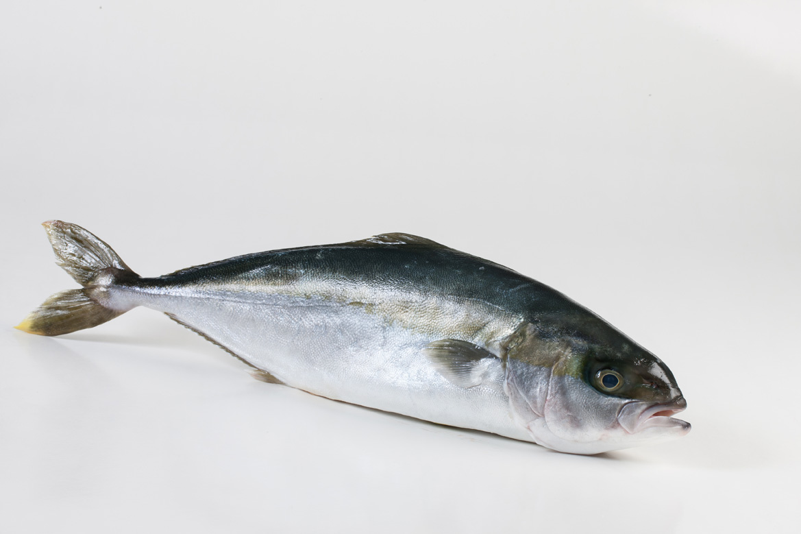Luchten Doe mee Verloren Hamachi - yellowtail kingfish - Fish XL