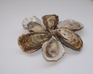 Champagne oester