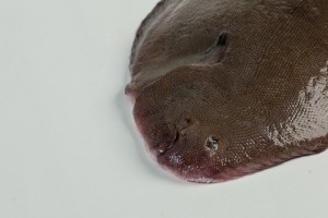 103018-2_Tong heel kleinmiddel