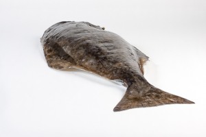 107006-2_Heilbot witte heel zonder kop