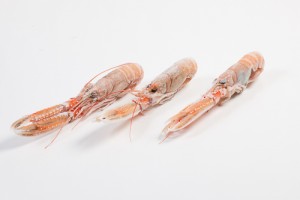204010-3_Langoustines 13-15 - diepvries