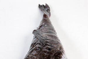 107012-1_Zeeduivel heel 4 kg + zonder kop