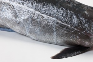 108007-2_Koolvis heel 2-4 kg zonder kop