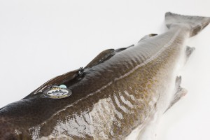 SKREI Seizoen geopend !