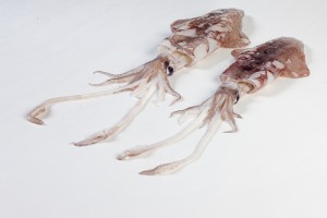 111005-1_Pijlinktvis klein - vers