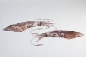 111005-3_Pijlinktvis klein - vers