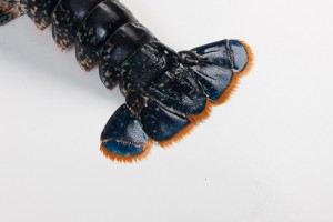 304017-3_Kreeft Oosterschelde 500-600 gram