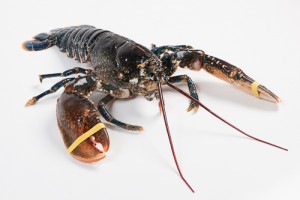 304018-1_Kreeft Oosterschelde 600-700 gram