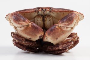 306010-3_Krab Noordzee 800 gram +