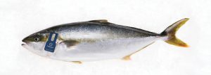 KINGFISH YELLOWTAIL